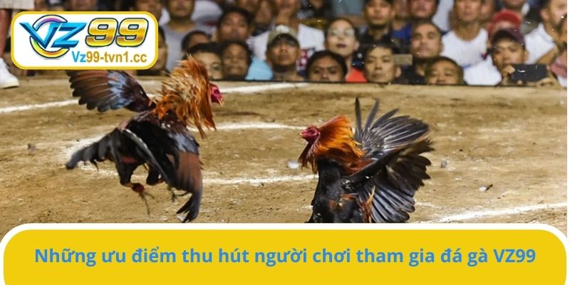 Những ưu điểm thu hút người chơi tham gia đá gà VZ99