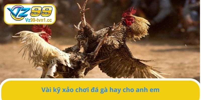 Vài kỹ xảo chơi đá gà hay cho anh em